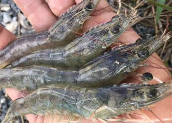 La farina di pesce e l'olio di pesce possono essere totalmente sostituiti da ingredienti non marini nei gamberi?