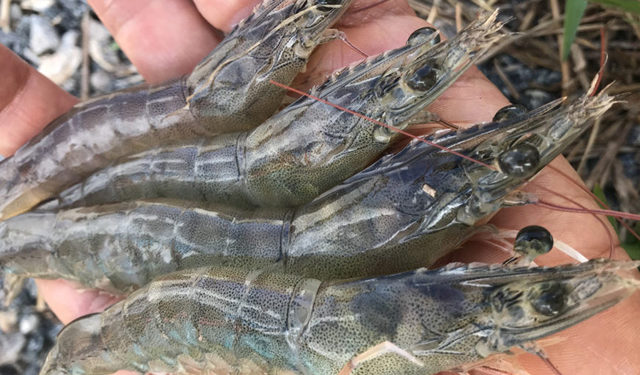 La farina di pesce e l'olio di pesce possono essere totalmente sostituiti da ingredienti non marini nei gamberi?