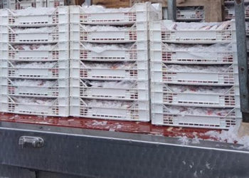 Trasporto - settore ittico