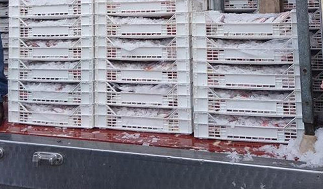 Trasporto - settore ittico