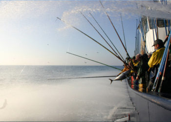 MSC pesca sostenibile