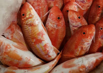 settore ittico consegne a domicilio