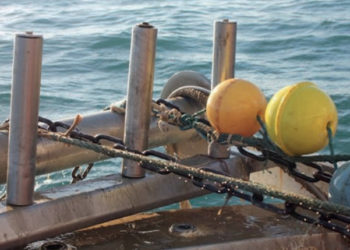 Procedure e campionamento per sondaggi demersali e pelagici