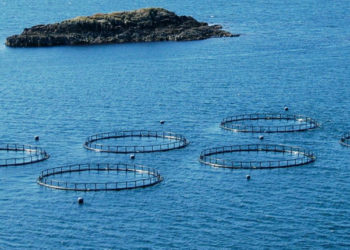 Dalla Commissione europea il via libera a strategia Farm to Fork