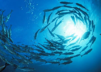 Riscaldamento globale. Le specie marine più veloci di quelle terrestri nella ricerca dell'ambiente adatto alla sopravvivenza