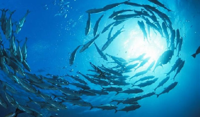 Riscaldamento globale. Le specie marine più veloci di quelle terrestri nella ricerca dell'ambiente adatto alla sopravvivenza