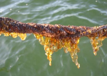 Aumenta la domanda globale di alghe