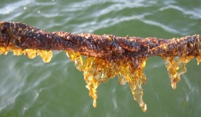 Aumenta la domanda globale di alghe