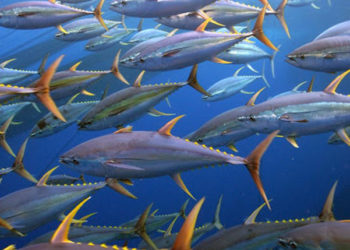 Più conveniente investire in altri tipi di politiche ambientali