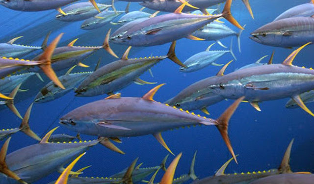 Più conveniente investire in altri tipi di politiche ambientali