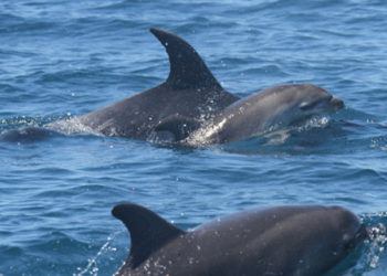 CIEM. Misure di emergenza per prevenire la cattura accidentale di delfini e focene