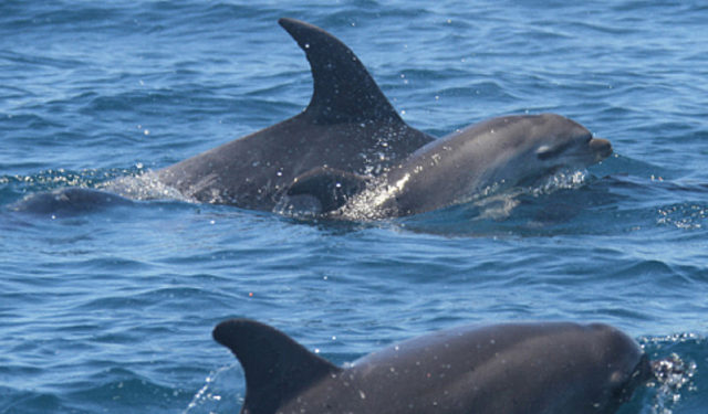 CIEM. Misure di emergenza per prevenire la cattura accidentale di delfini e focene