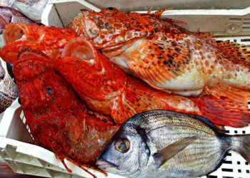 industria ittica post-covid19