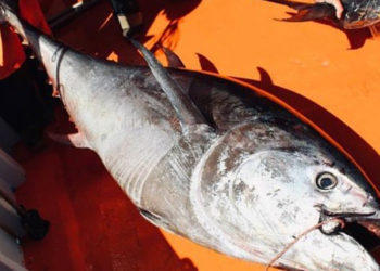 catture accessorie tonno rosso