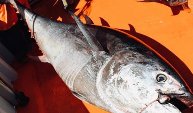 catture accessorie tonno rosso