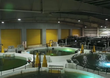 Acquacoltura salmone