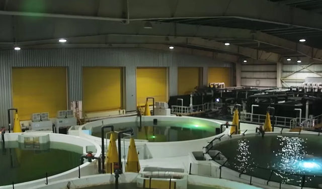 Acquacoltura salmone