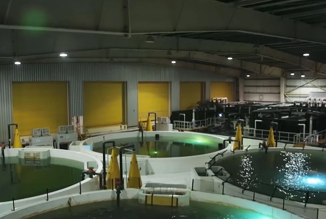 Acquacoltura salmone