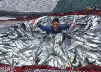Il progetto Fisheries and Coastal Resiliency è stato avviato dal Dipartimento dell'Agricoltura delle Filippine