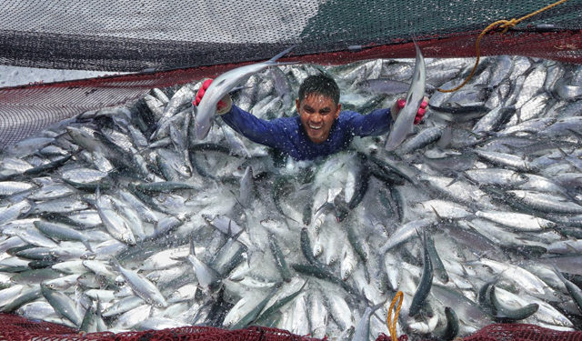 Il progetto Fisheries and Coastal Resiliency è stato avviato dal Dipartimento dell'Agricoltura delle Filippine