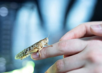 Acquacoltura. Salmon Group introduce la farina di cavallette nei mangimi per salmone