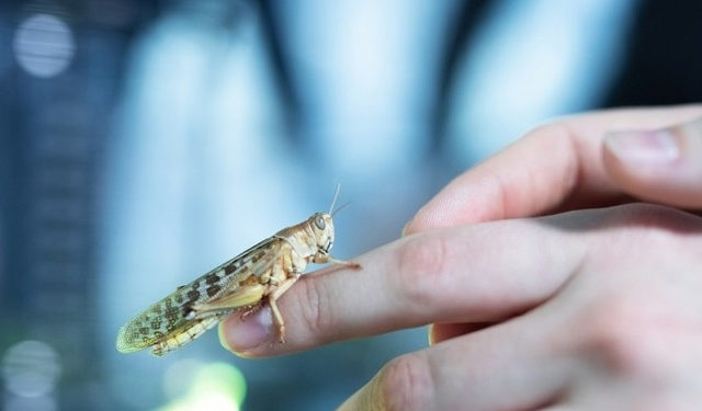 Acquacoltura. Salmon Group introduce la farina di cavallette nei mangimi per salmone