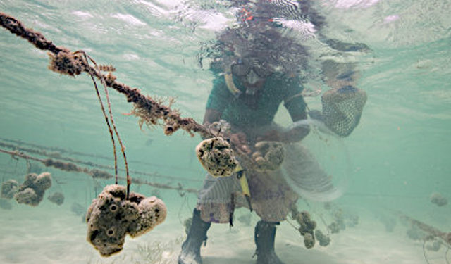 allevamenti spugne di mare