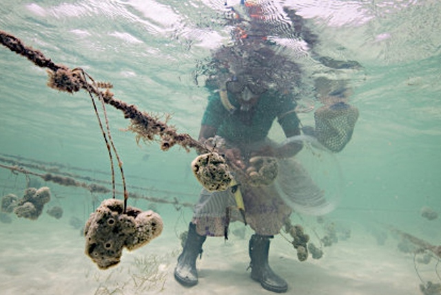 allevamenti spugne di mare