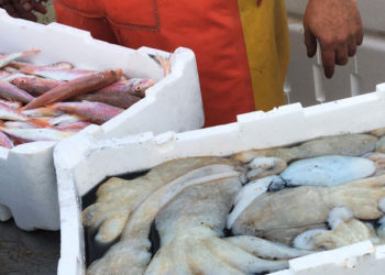 cassette in polistirolo uso ittico