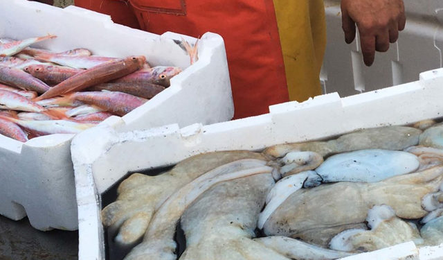 cassette in polistirolo uso ittico