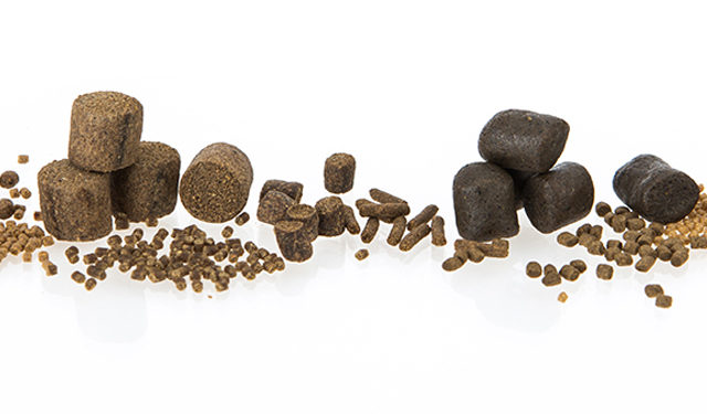 mangimistica per pesci