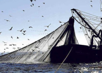 La gestione della pesca basata sugli ecosistemi è fondamentale per la salute dell'oceano