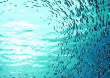 Pesca sostenibile Commissione europea