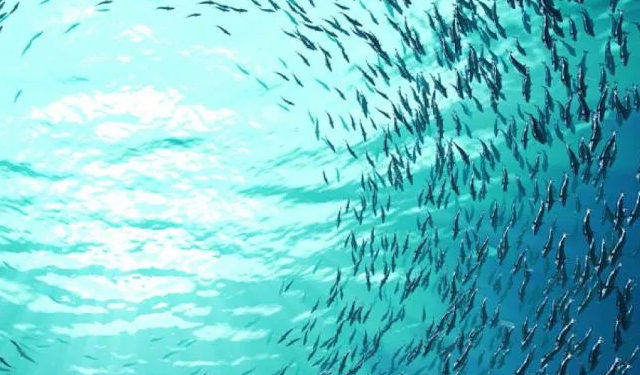 Pesca sostenibile Commissione europea