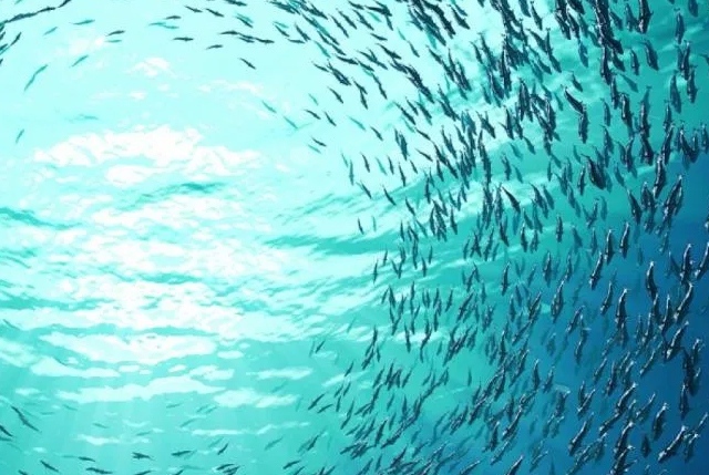 Pesca sostenibile Commissione europea