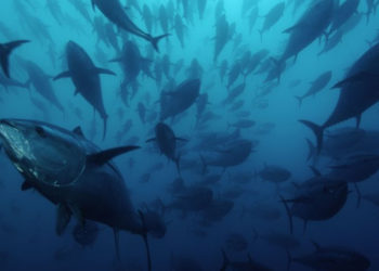 Viviani: “Ministro Bellanova dia risposte su quote tonno"