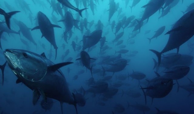 Viviani: “Ministro Bellanova dia risposte su quote tonno"