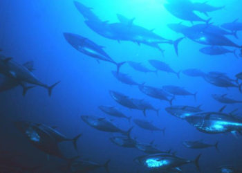 Mercurio nei pesci di grande taglia