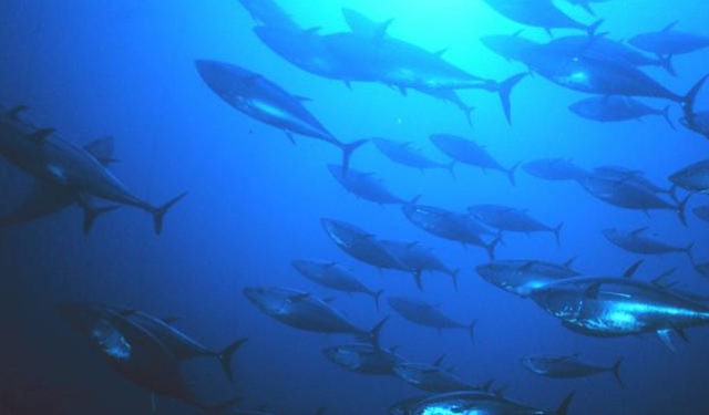 Mercurio nei pesci di grande taglia