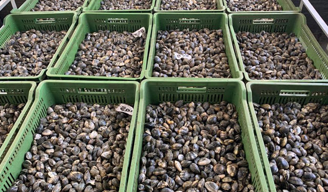 DOP vongola verace Goro