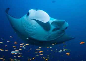 Manta Ray Watching Standard