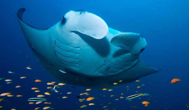 Manta Ray Watching Standard
