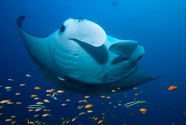 Manta Ray Watching Standard