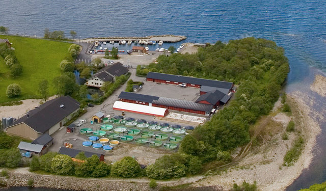 SalmoNIR analisi salmone vivo