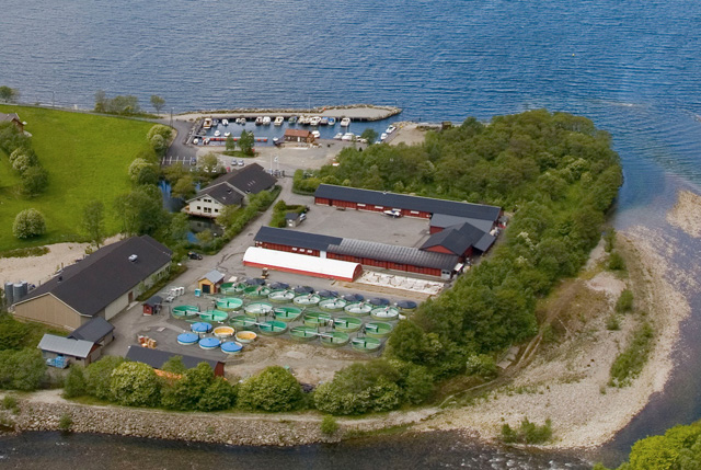 SalmoNIR analisi salmone vivo