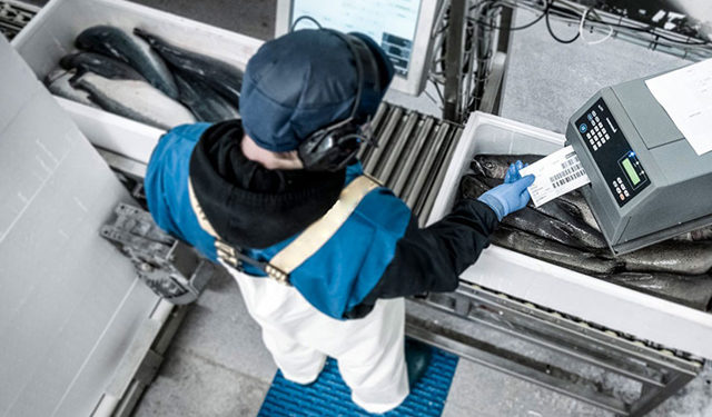 Covid-19 aziende ittiche