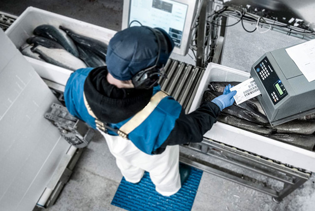 Covid-19 aziende ittiche