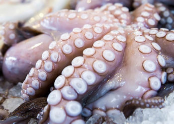 mercato polpo nell'Ue
