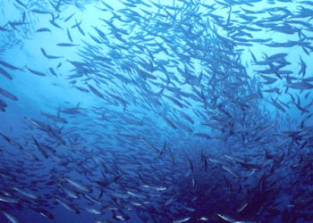 Governance internazionale degli oceani