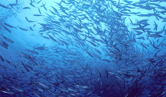 Governance internazionale degli oceani